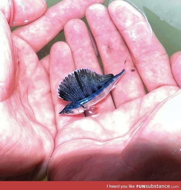 Baby blue marlin