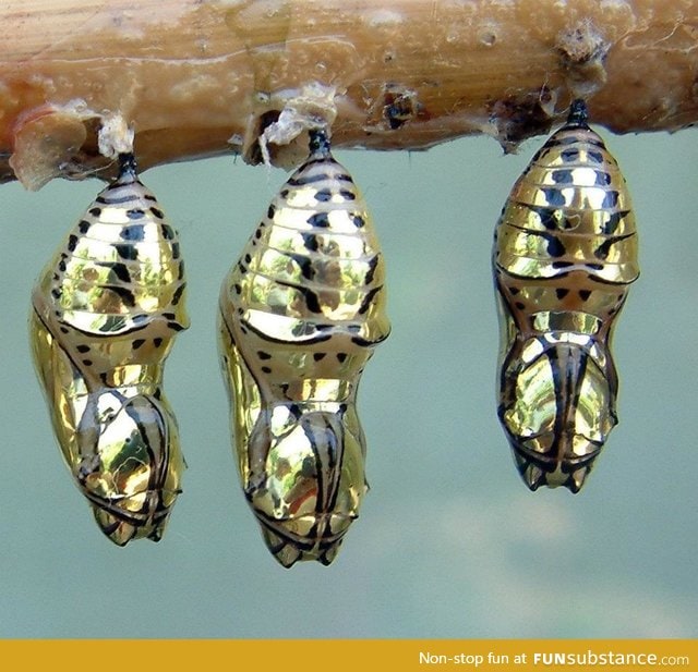 Metallic chrysalis of the mechanitis polymnia