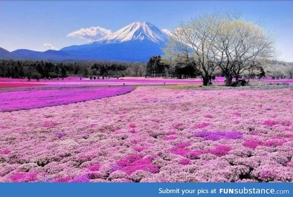 Mt. Fuji