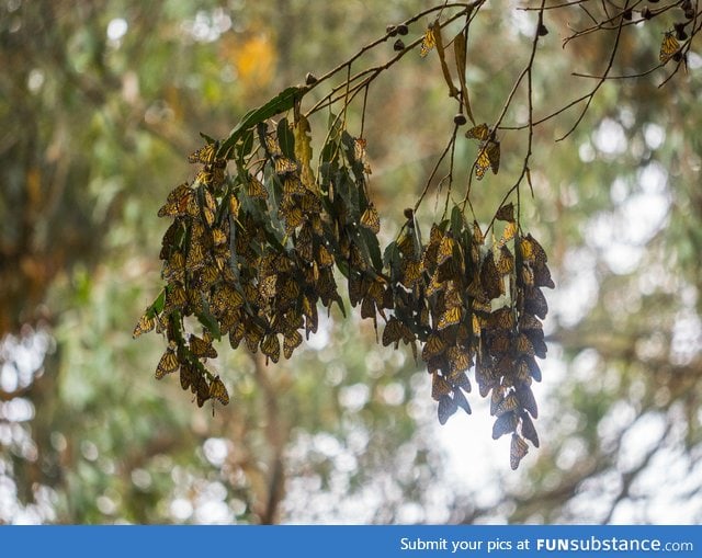 A picture of butterflies that looks like leaves in Autumn