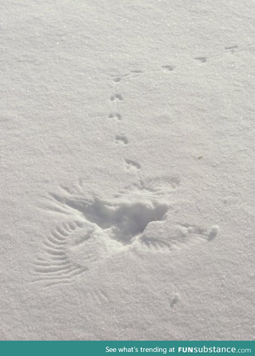 Bird Snow Angel