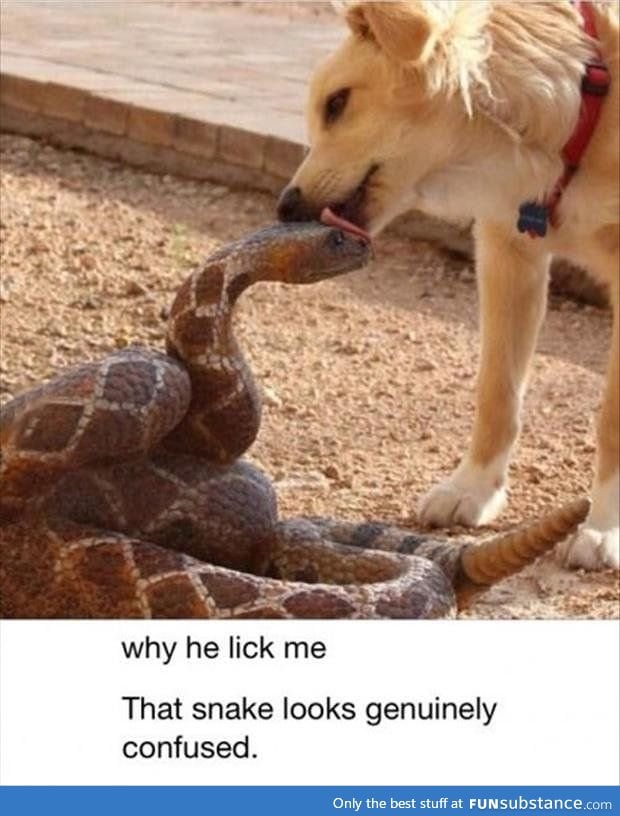 Why he lick me?