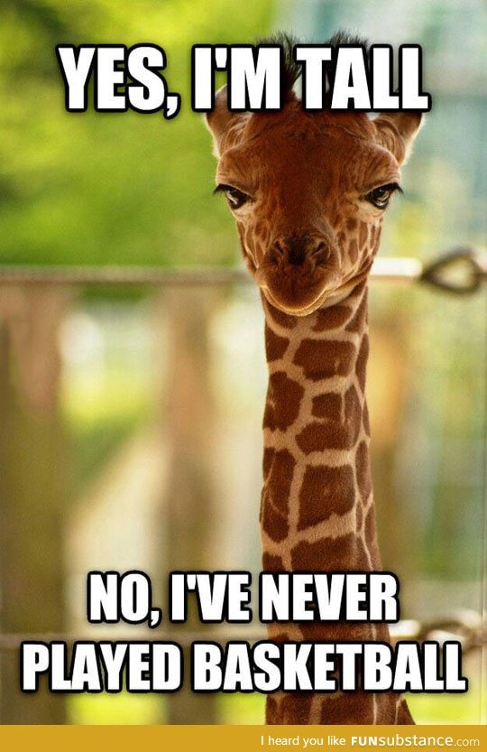 Annoyed giraffe