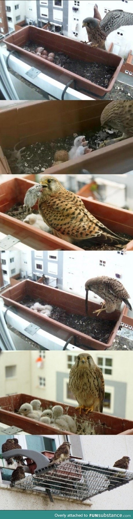 Just a falcon in a normal neighborhood taking care of the offspring.