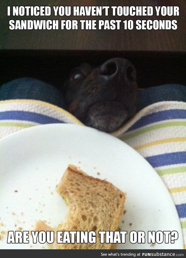 Hungry dog