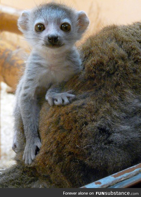 Day 16 of your daily dose of cute: Zoboomafoo!!!!!!