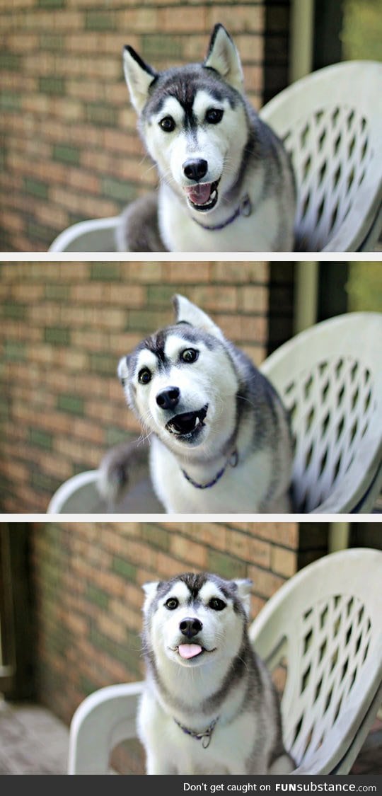 Husky is very happy