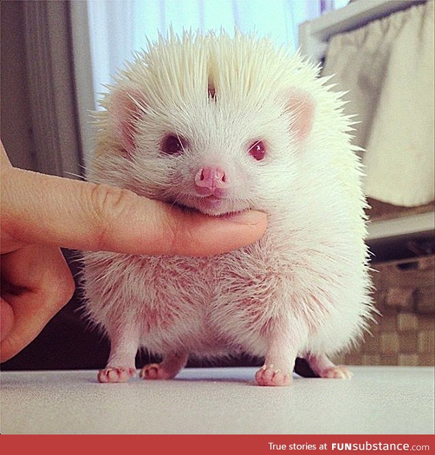 Albino Hedgehog (RARE)