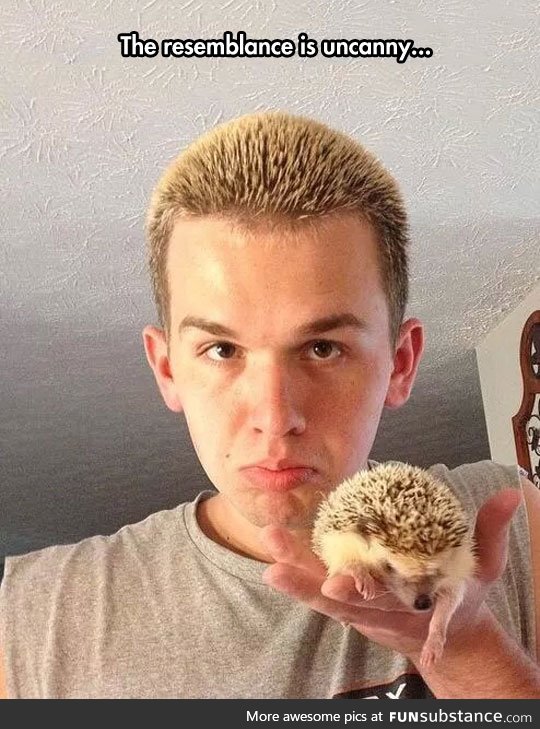 Hedgehog found a friend