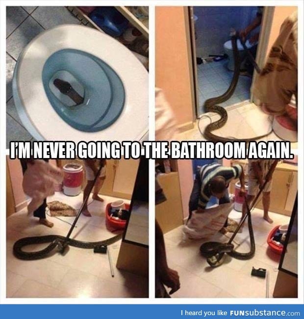 Snake in toilet