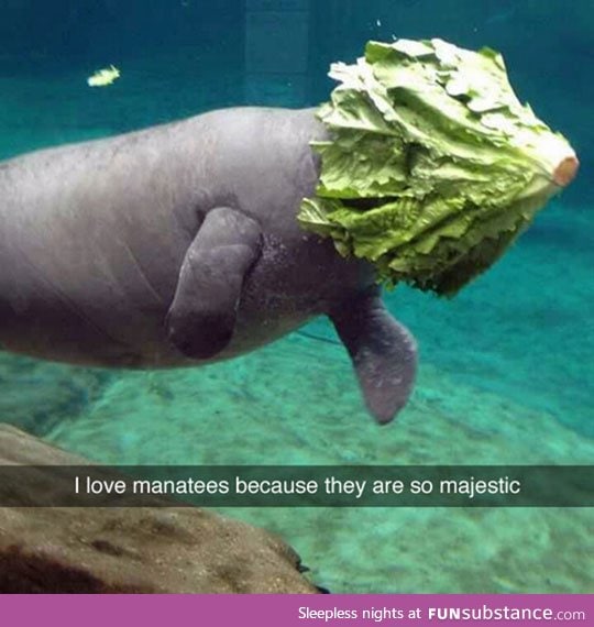 Manatee helmet