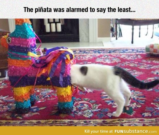 Exploring A Piñata, The Cat Way