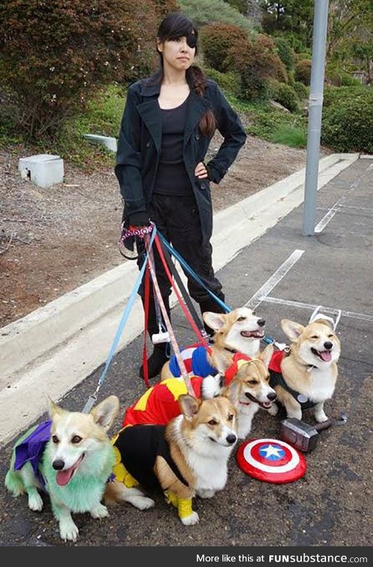 Corgi avengers assemble