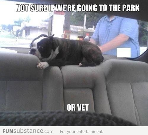 Park Or Vet