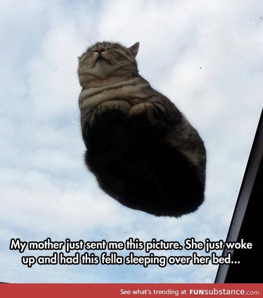 Hover cat is back