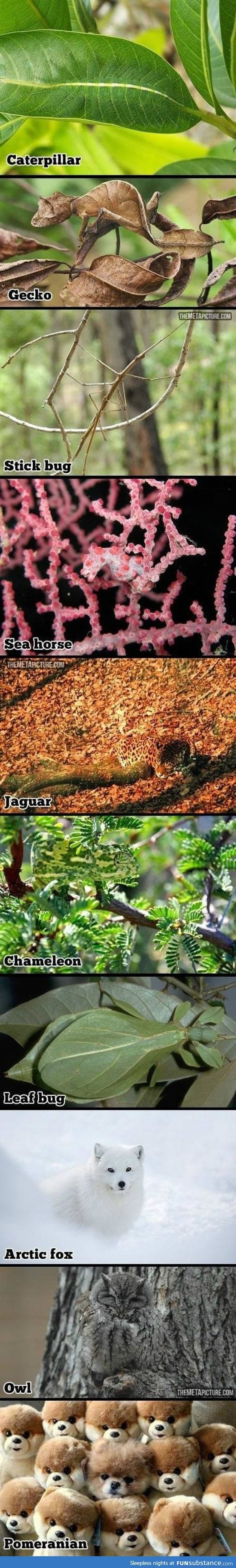 Camouflaged animals