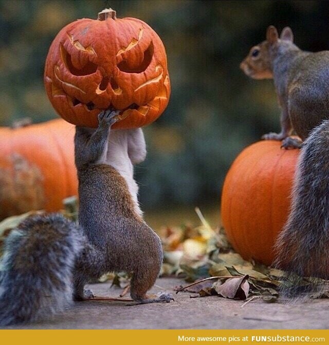 This squirrel is stealing a pumpkin