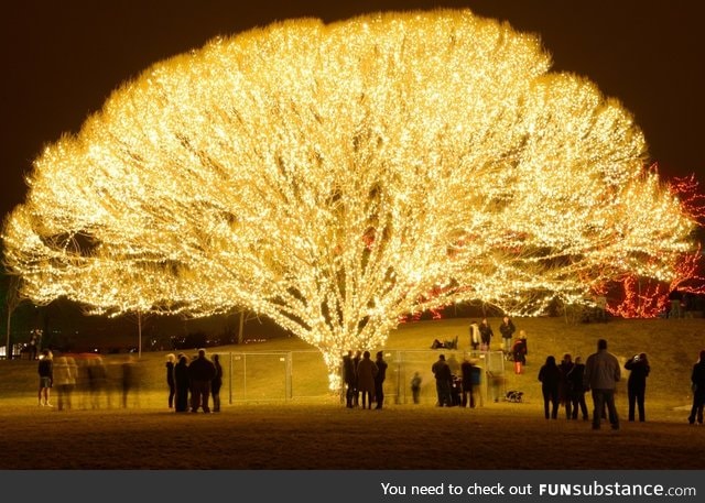 One hell of a lighted tree