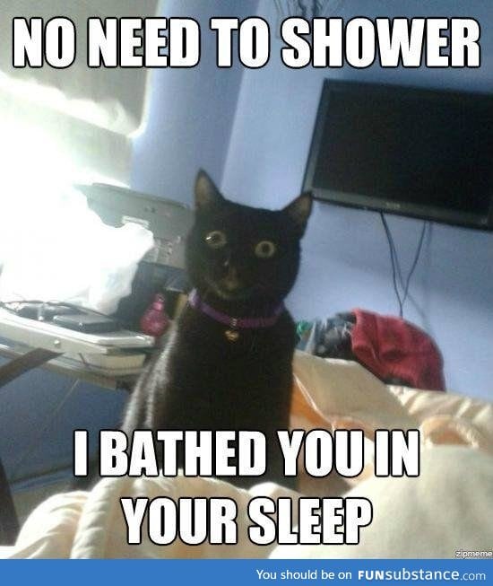 Overly attached cat