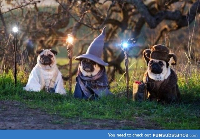 Lord of The Pugs