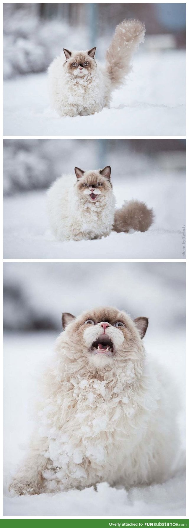 Cat sees snow for the first time