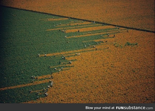 Harvesting marigold flowers