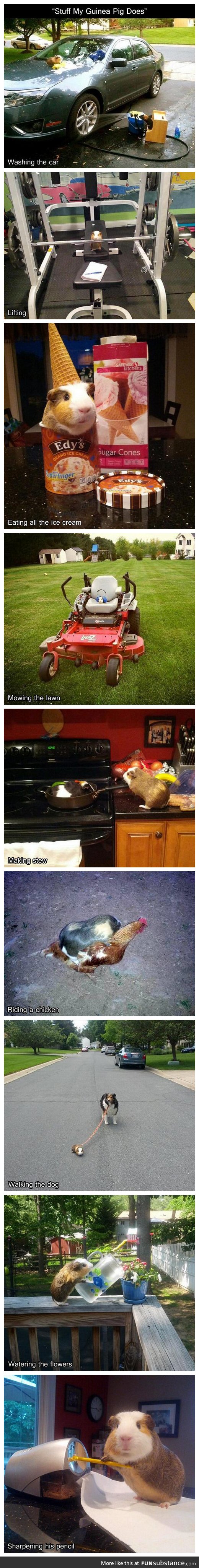 Stuff my guinea pig does