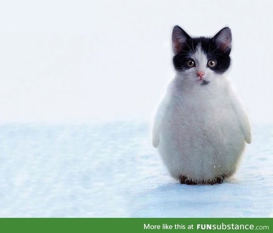 The amazing penguitten