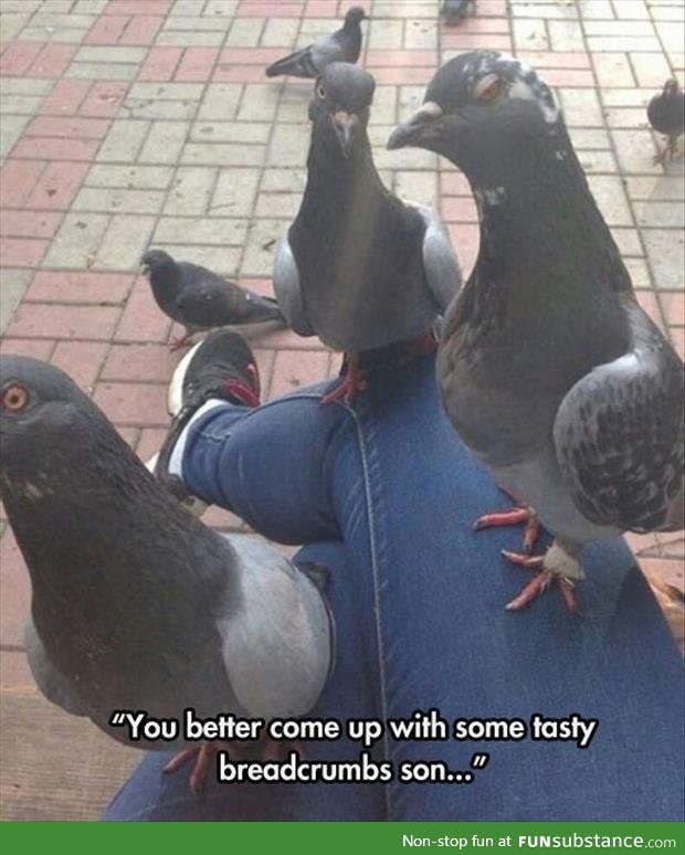 Gangster pigeon