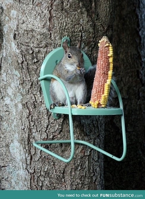 Squirrel having a nice meal