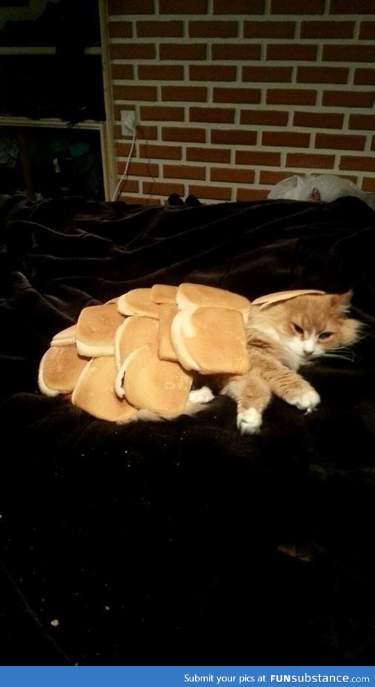 Inbred cat