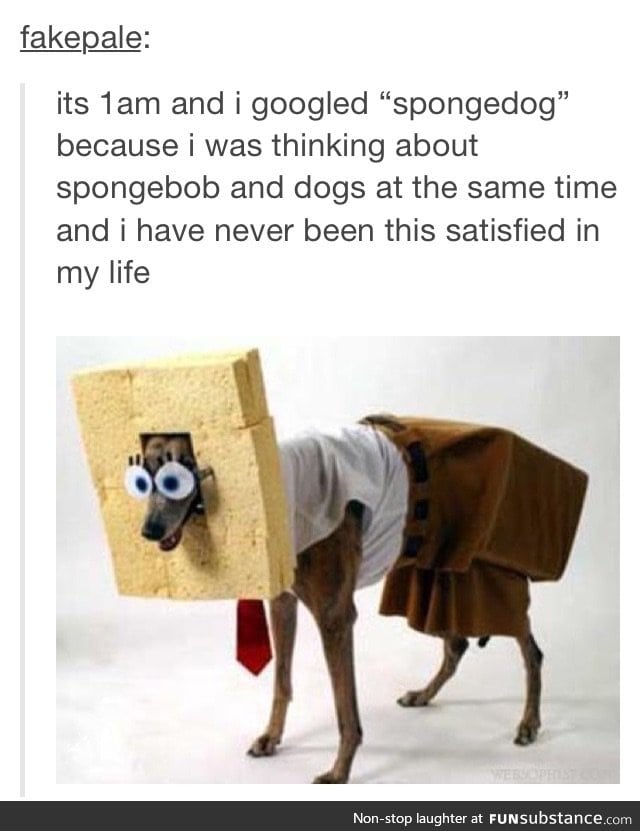 Spongedog