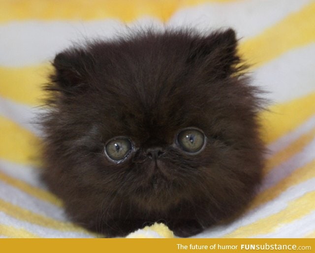 Baby picture of a Persian cat