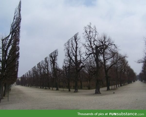 The way the top of these trees make the picture look