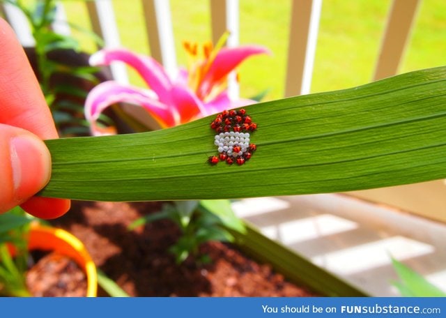 Hatching baby ladybugs