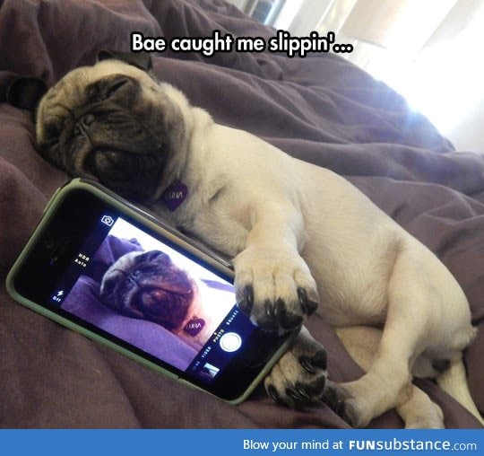 It happens to pugs too