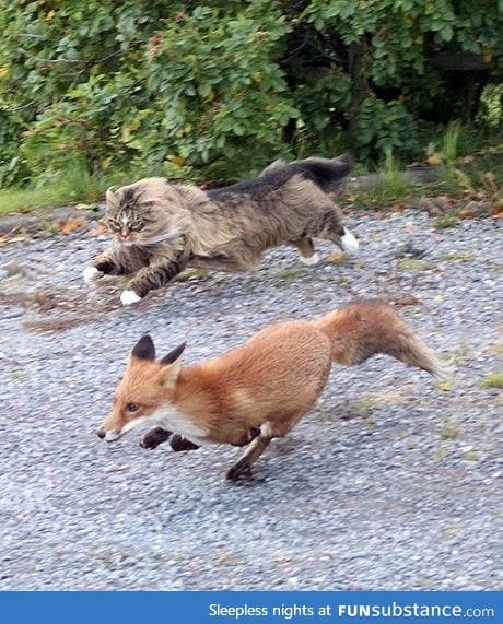 Norwegian forest cat chasing a fox