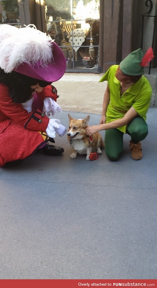 Someone took a corgi to Disney