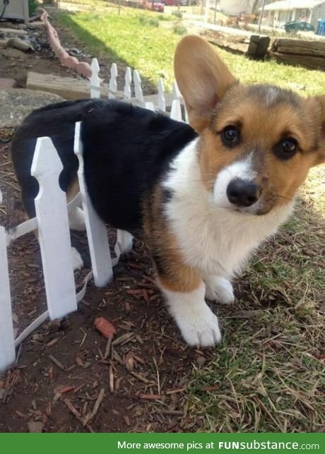 Corgi stuck in a fence