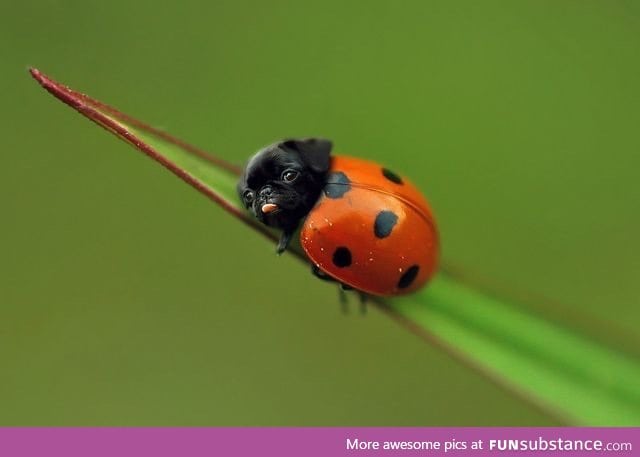 ladypug