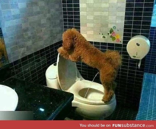 Potty trained dog