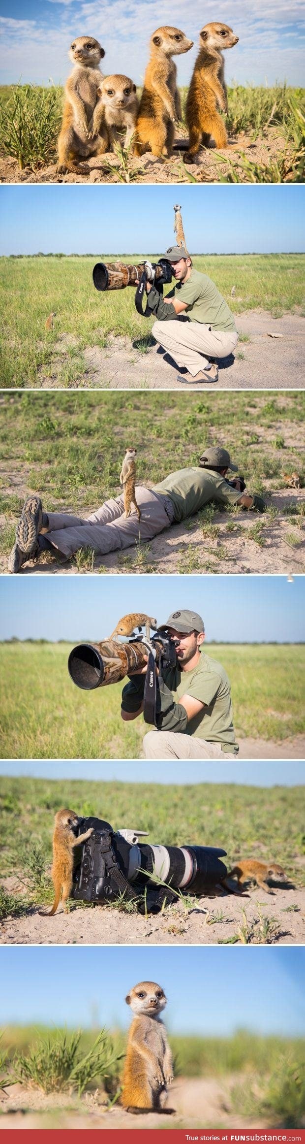 Baby meerkats in Botswana