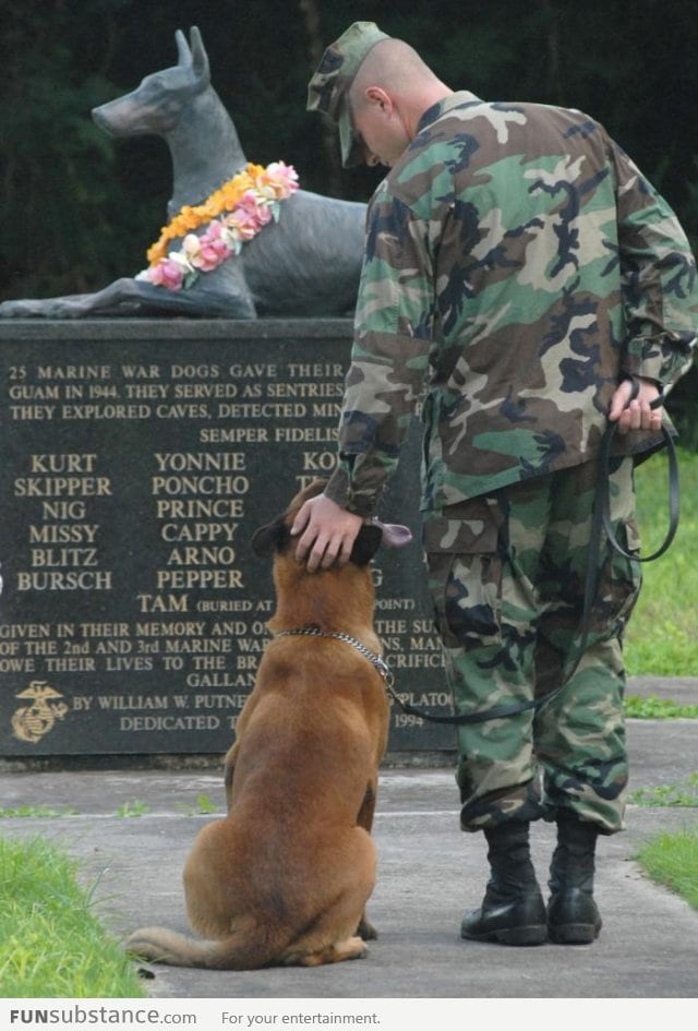 Some heroes have four paws