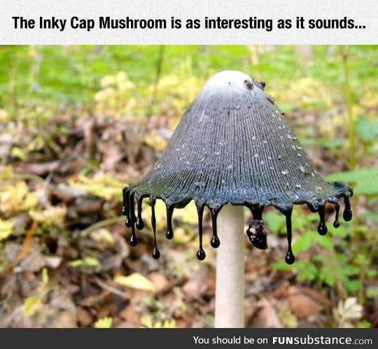 Inky cap mushroom