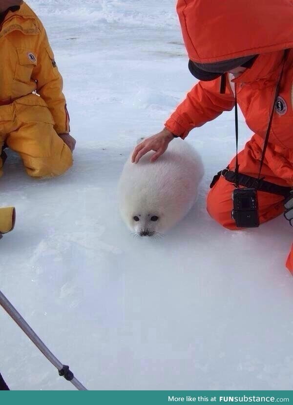 I wonder why this clump of snow has a face