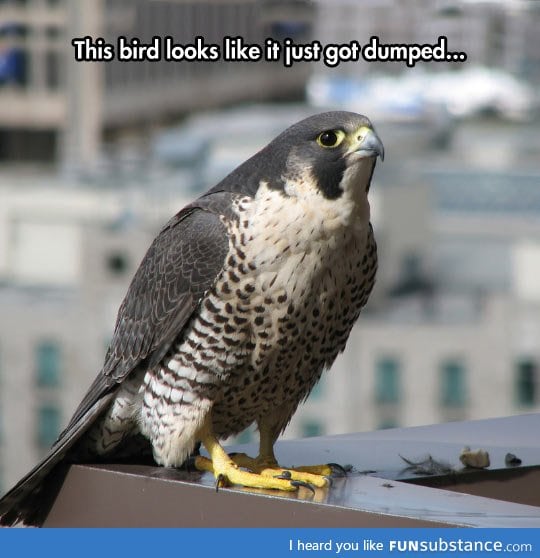 Depressed bird of prey