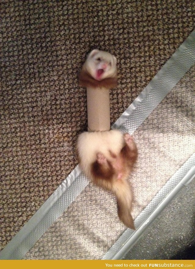 Ferret in a tube