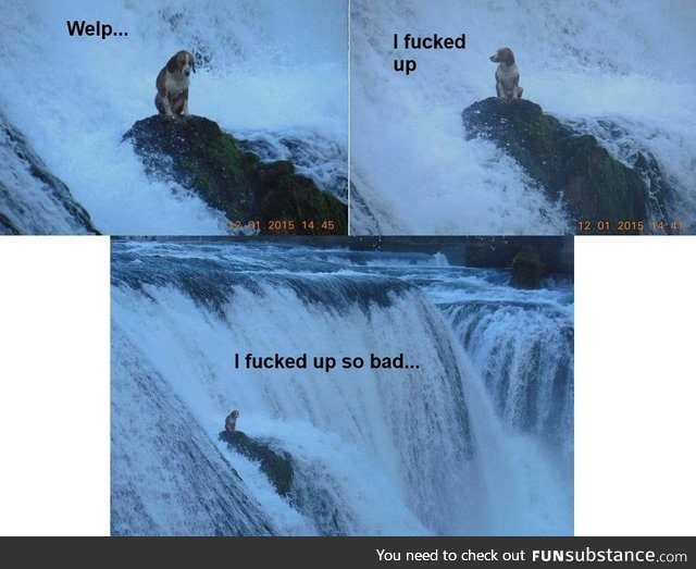 The dog's thoughts when he got himself stuck on the waterfall