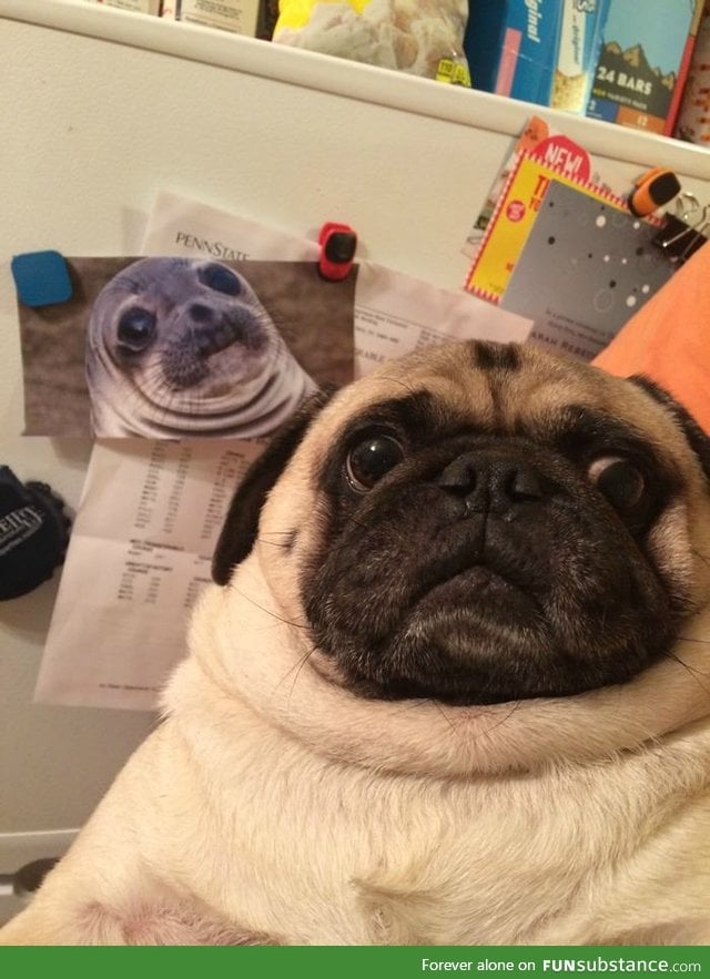 Long lost twins: Awkward seal & awkward pug