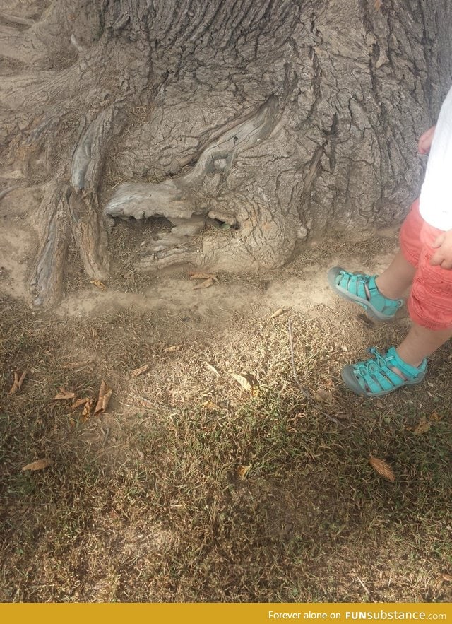 The base of this tree looks like a dragon!